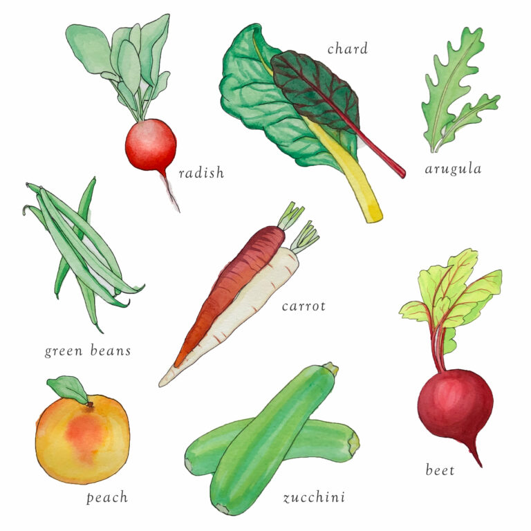 illustration of veggies