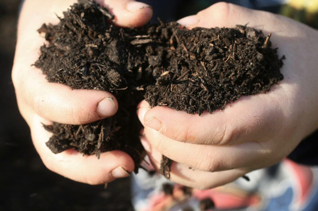 Child's hands hold rich compost