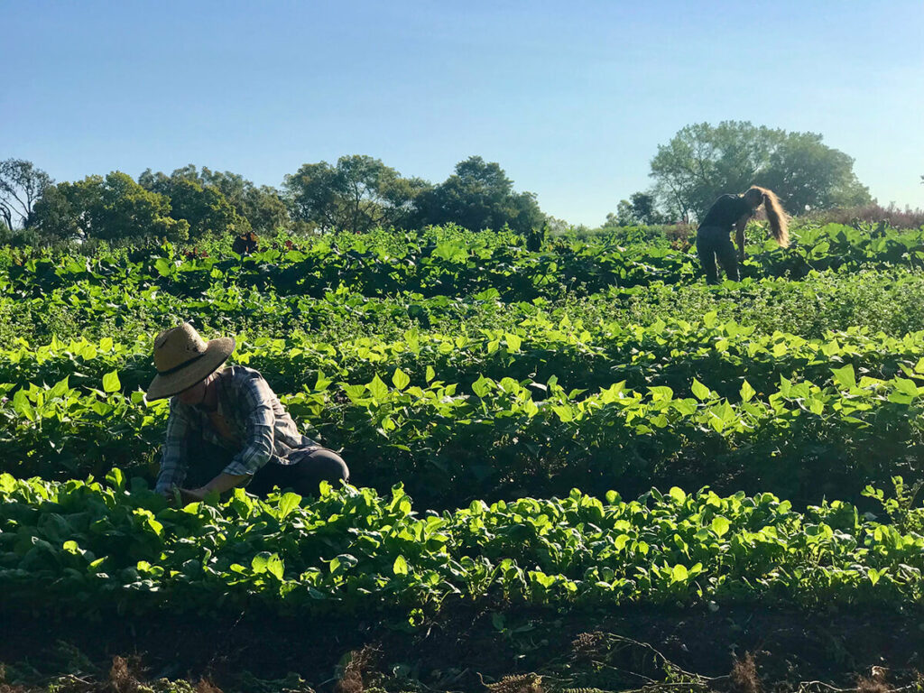 Farmers working in a field